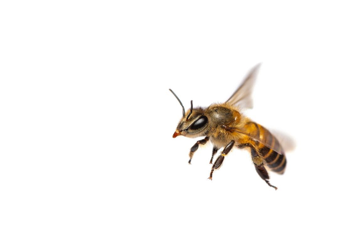 bee flying on white background