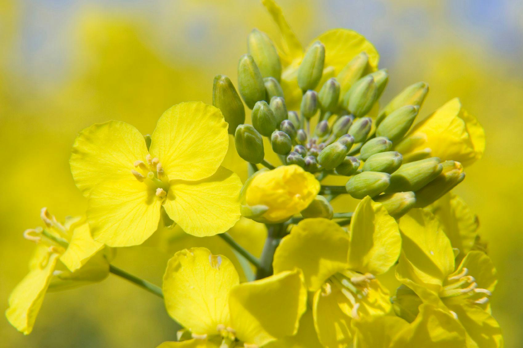 Canola Oil Has Benefits Over Saturated Fatty Oils