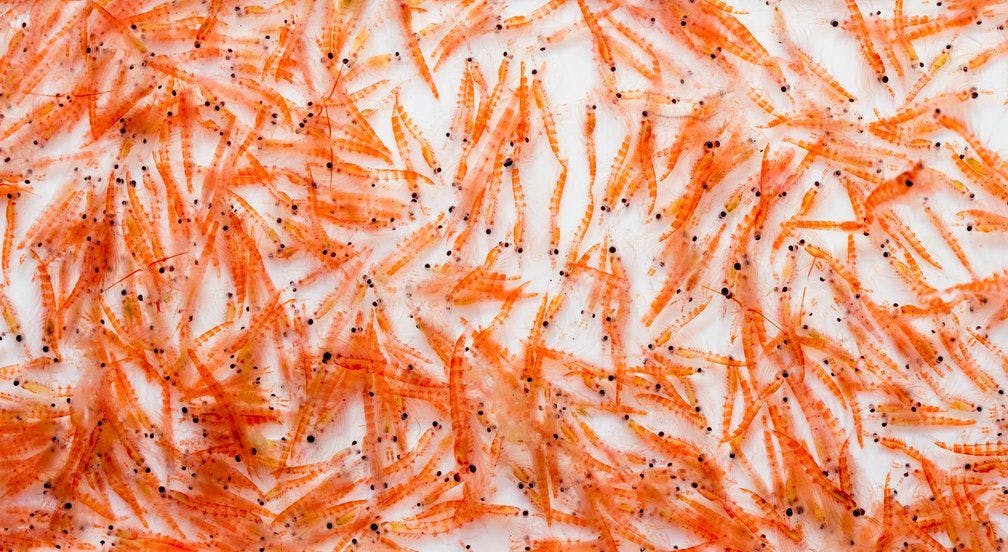 Aker’s New Krill Oil Technology Improves Odor, Taste, and Nutritional Profile