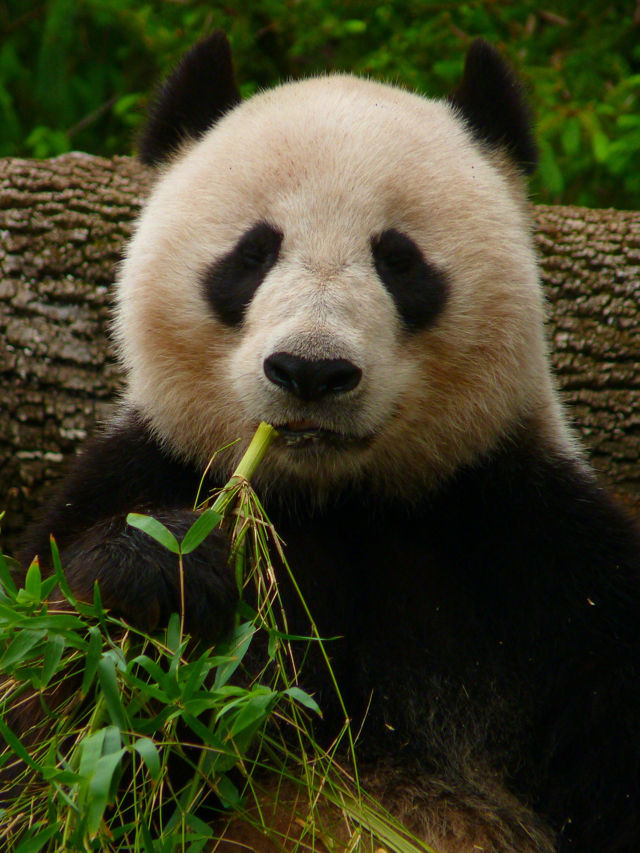 Corporate social responsibility, from glasses to pandas: SupplySide West report