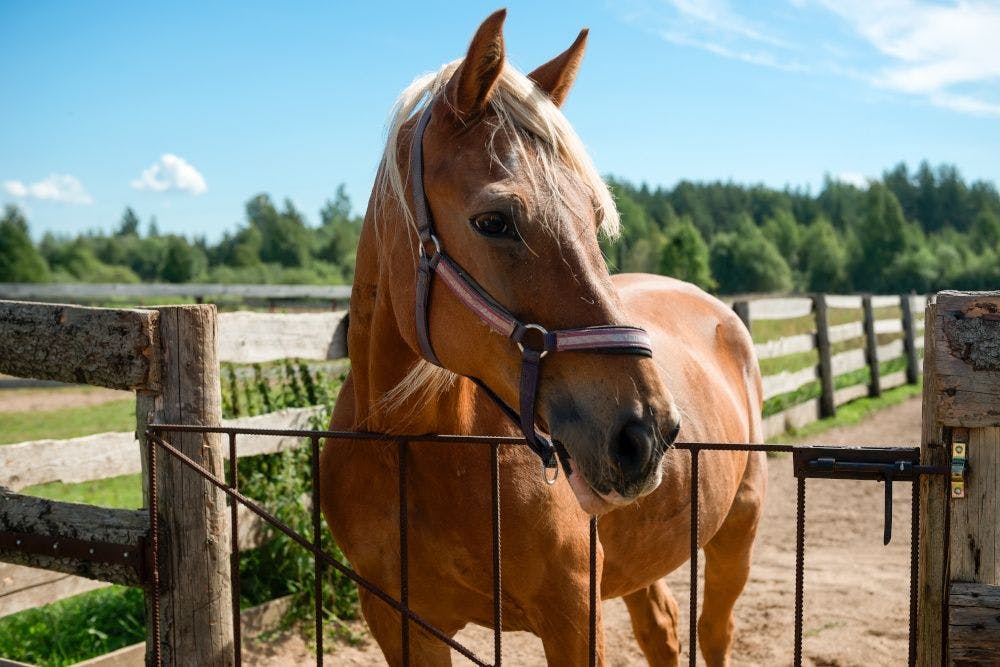 brown horse standing in pen outdoors