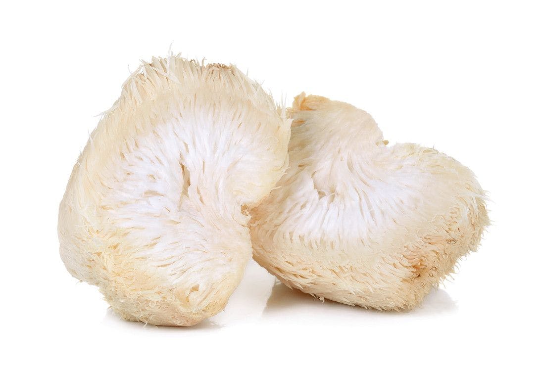 Lion's mane mushroom cut in half, white backdrop