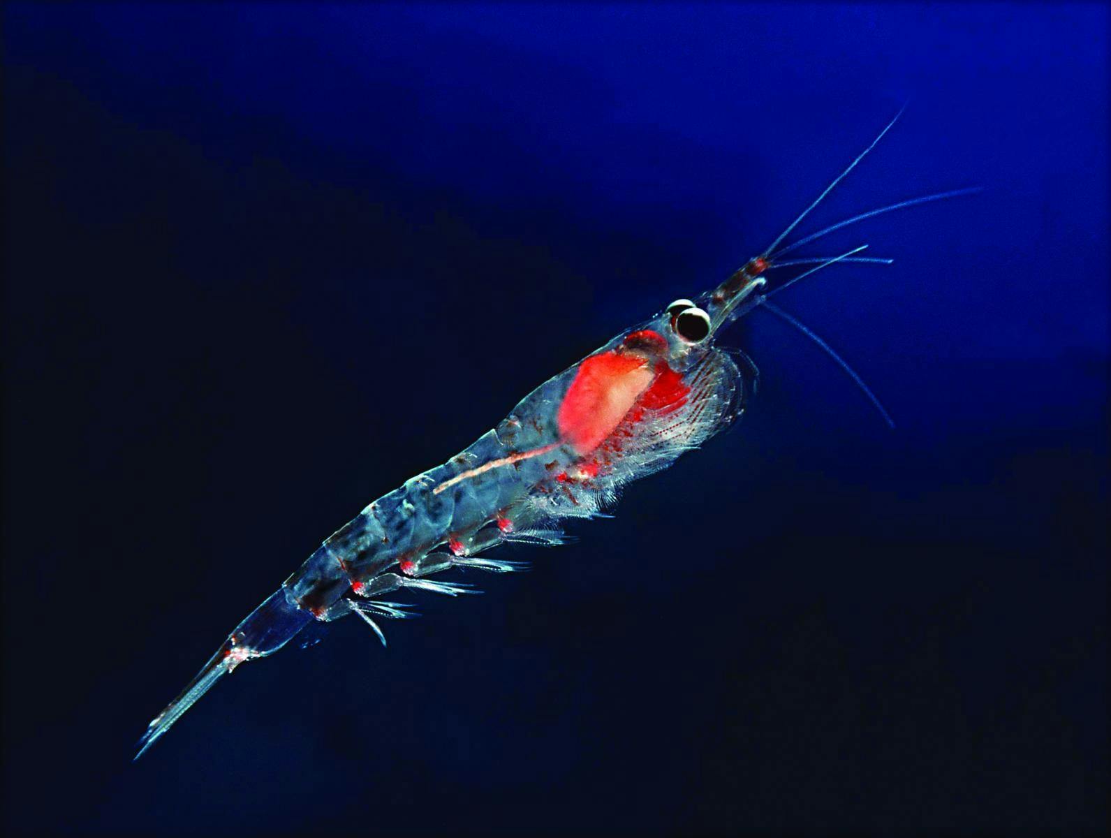 How Will USP’s New Krill Oil Monograph Help Industry? 
