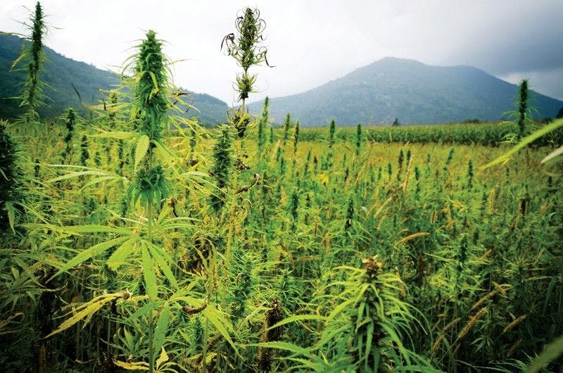  5 Things You Didn’t Know about the Hemp Plant