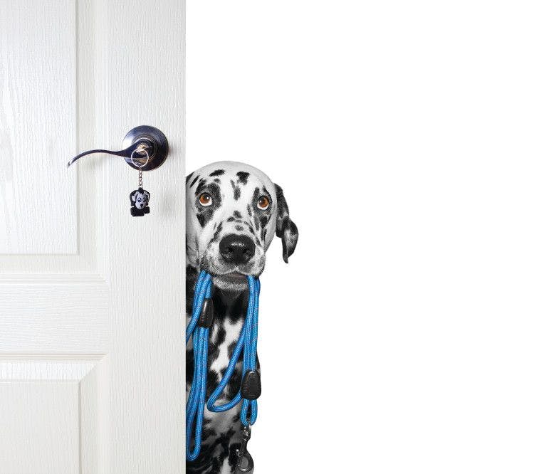 Dalmatian with leash in mouth looking at camera from behind open door