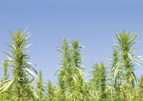 Why These are Such Exciting Times for U.S. Hemp