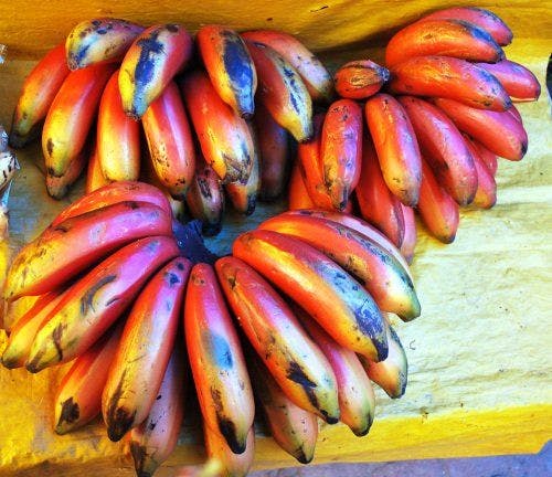 Fun Fact: Banana Colors