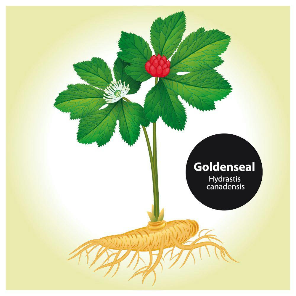 Biodiversity-friendly goldenseal