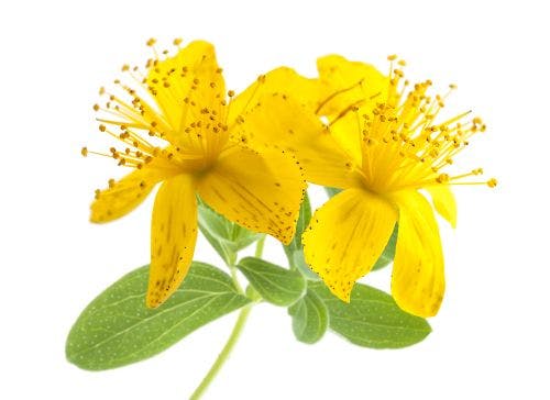 Food Dyes Used to Adulterate St. John’s Wort Extracts, New Botanical Adulterants Bulletin Reports 