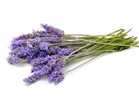 Fun Fact: Lavender