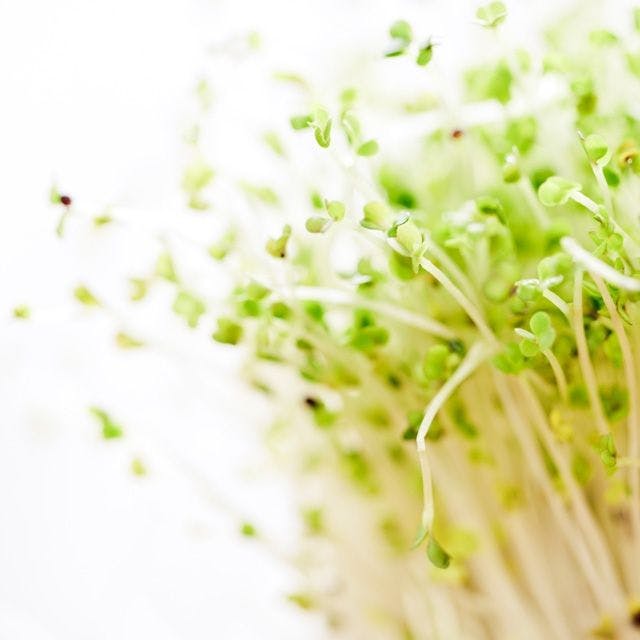 Broccoli Sprout Shows Cholesterol Management Potential