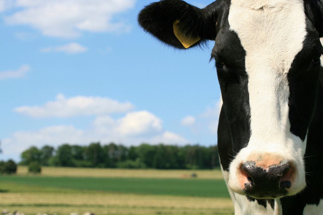 cow in pasture facing camera