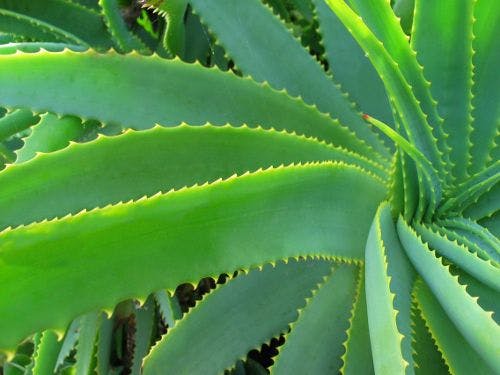 Aloe Vera: An Ancient Plant with Modern Benefits