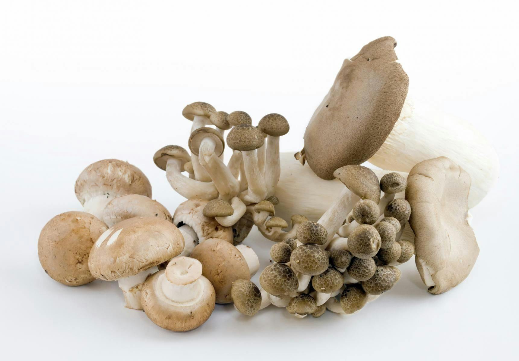 Oyster Mushrooms Make Vitamin D