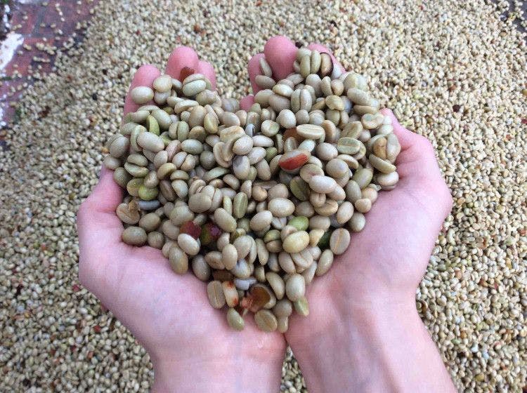 Applied Food Sciences debuts green coffee bean protein