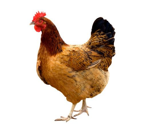 Chicken Popularity