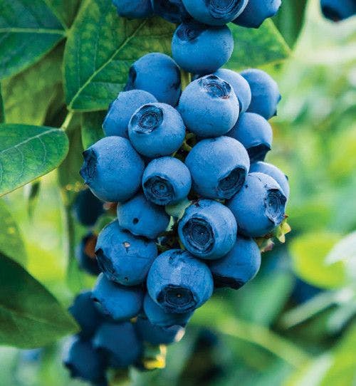 Fun Fact: Blueberry Month