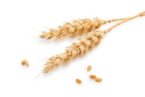 Fun Fact: Kansas and Wheat