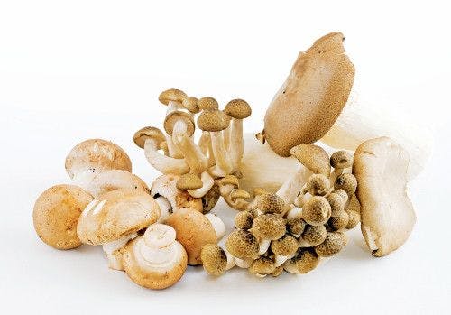 American Herbal Products Association Issues Labeling Guidance for Mushroom Products