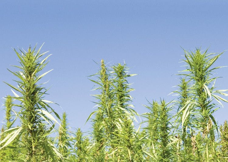 Twinlab to host video podcast educating consumers about hemp-derived CBD
