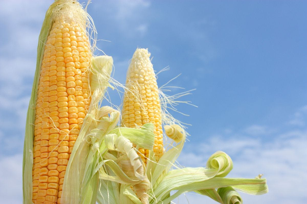 Organic corn