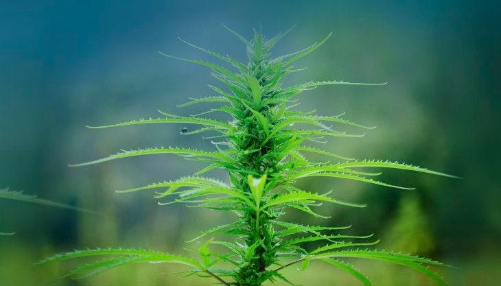 Newly Proposed Hemp Farming Act of 2018 Throws the Legal Doors Wide Open for Industrial Hemp and CBD in the U.S.