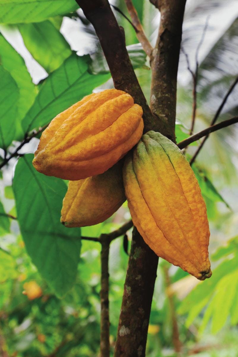 Ingredient Research: Cocoa & Health