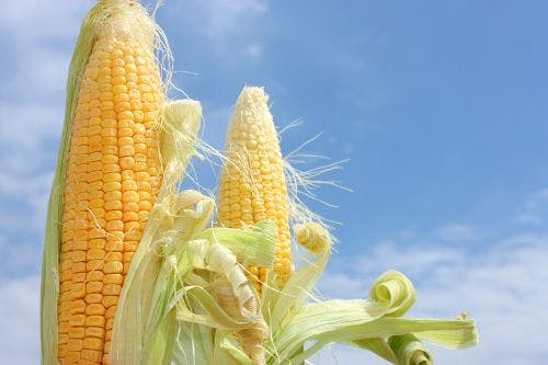 Cargill Strengthens Non-GMO Traceability
