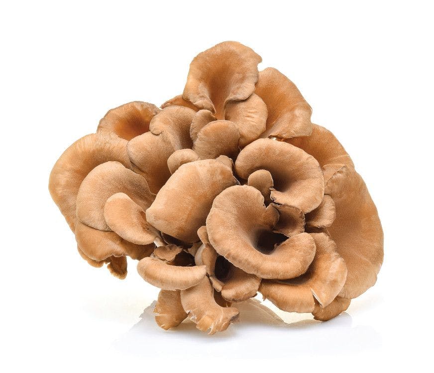 maitake mushroom