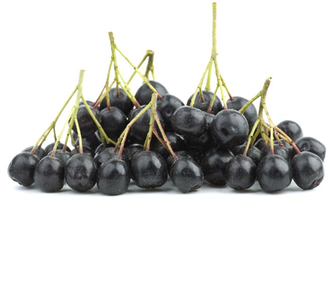 Black Chokeberries Are Returning to North America