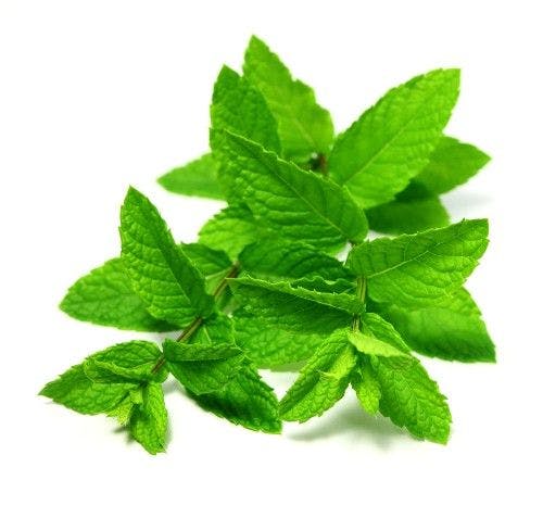 Spearmint Extract May Enhance Cognition, Athletic Performance, Study Suggests 
