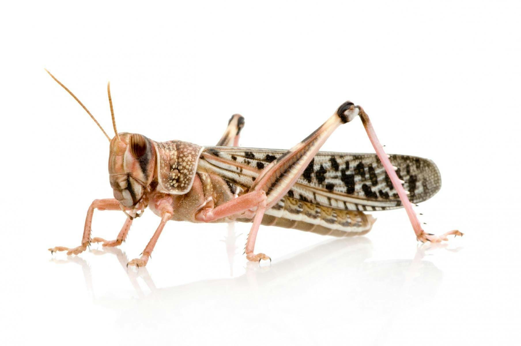 Ready to Eat Insects: Locusts