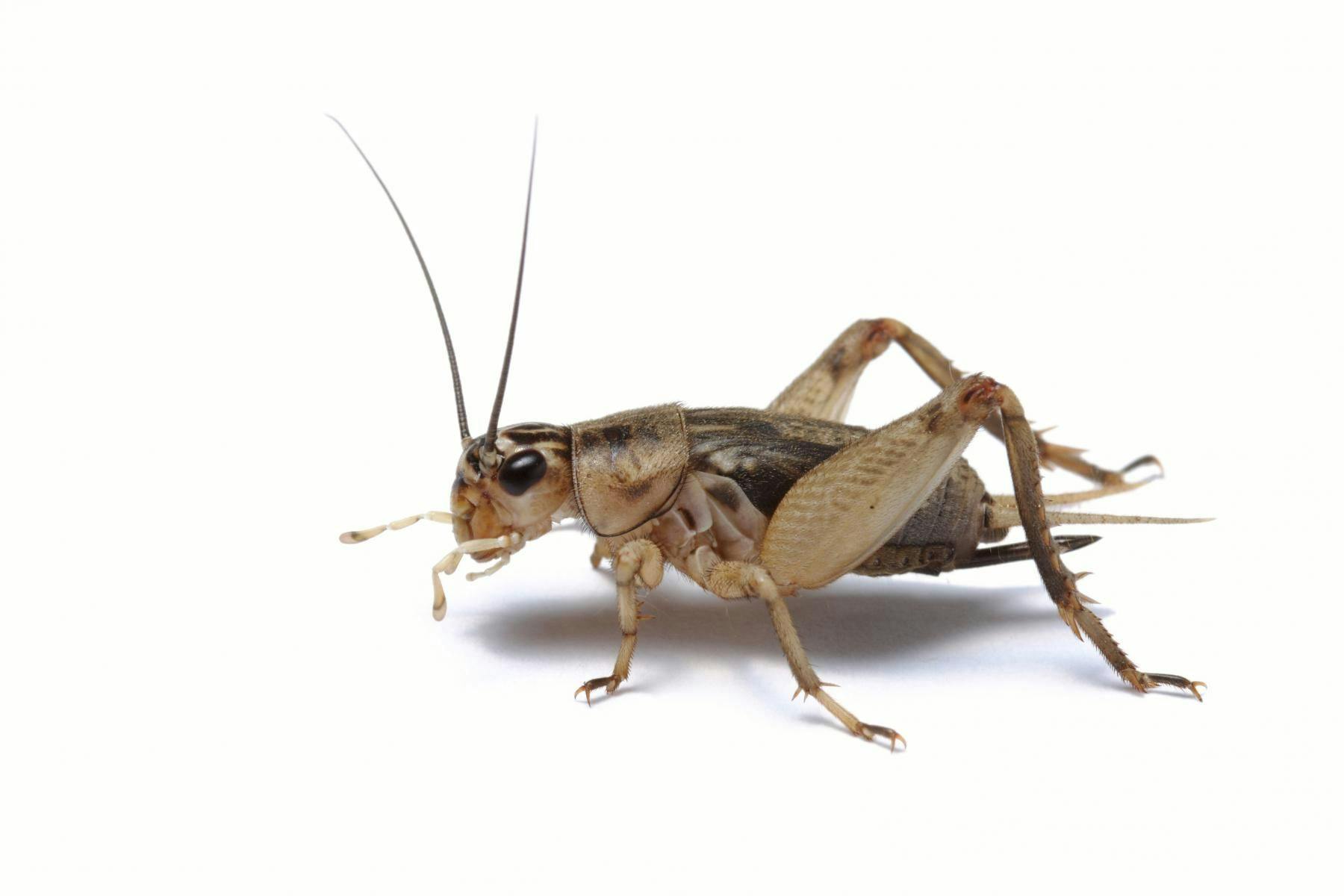 Ready to Eat Insects: Crickets and Grasshoppers