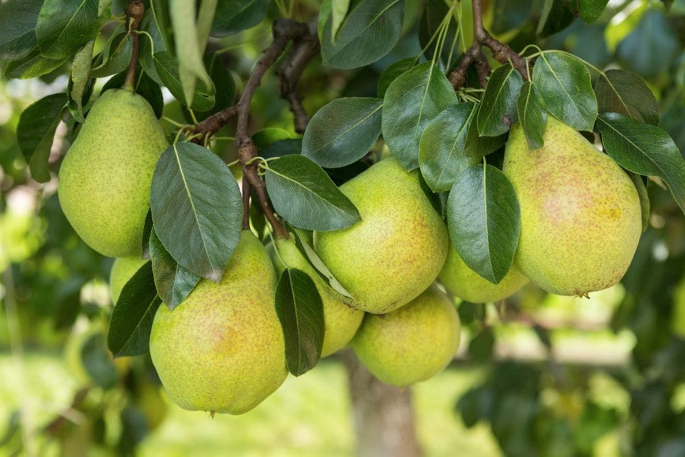 pears hanging from tree