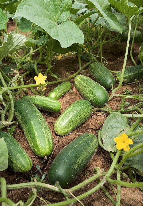Cucumber Plant Family