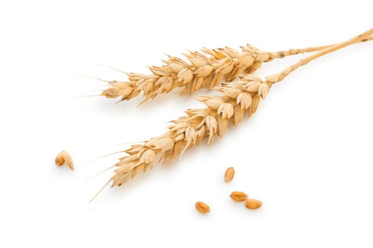 wheat on white background
