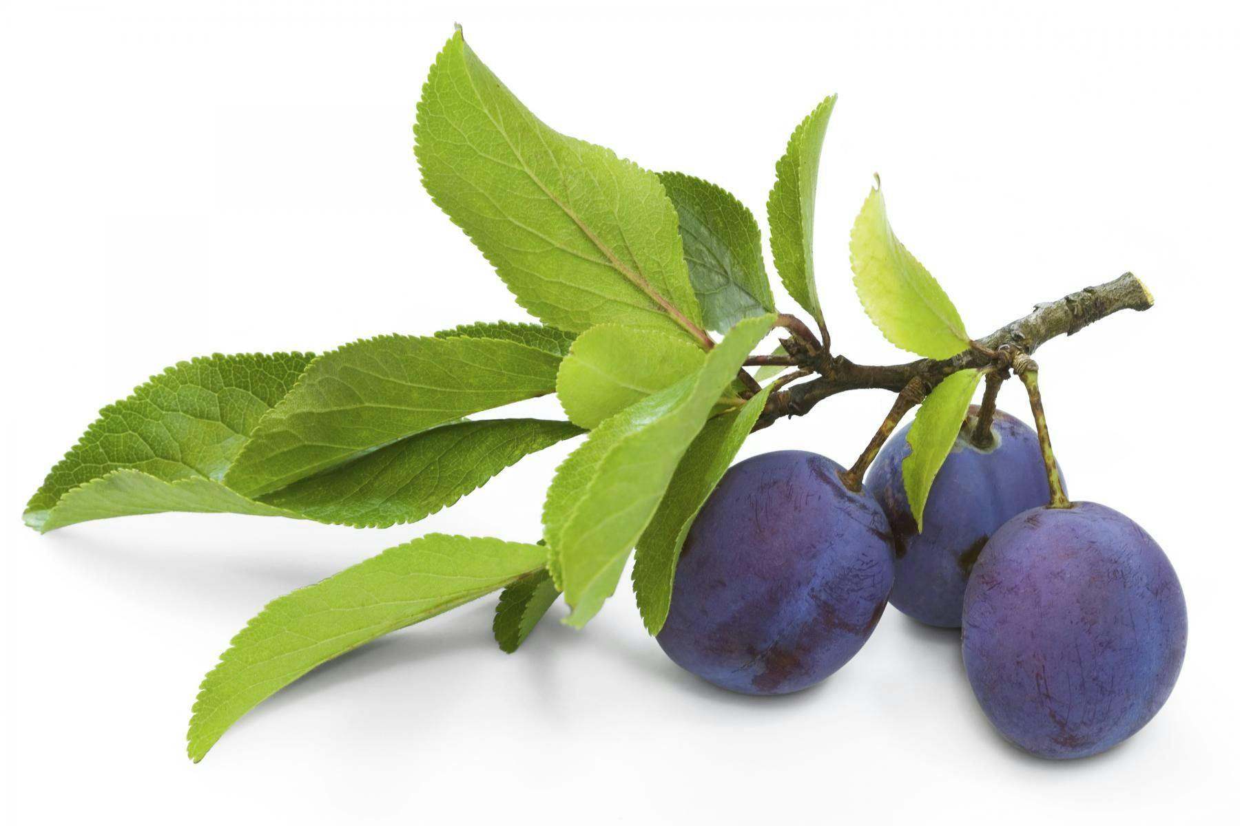 Pygeum Supplies Are Short, Company Offers Alternative from the Plum Tree 