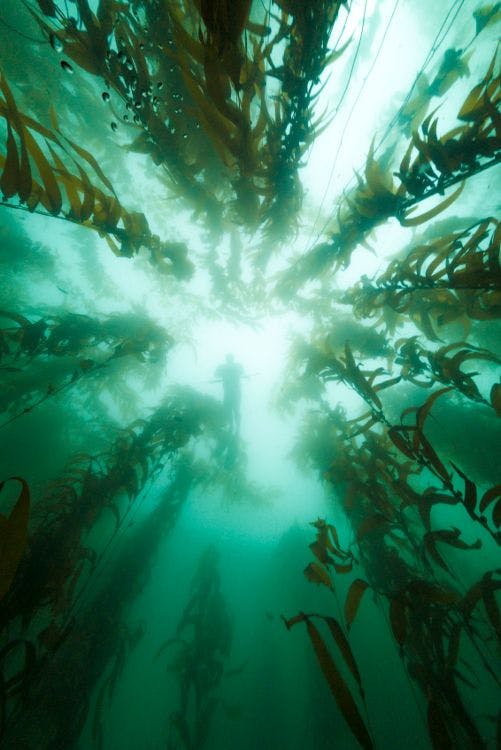 Australian research consortium to fast-track the country's marine bio-industries