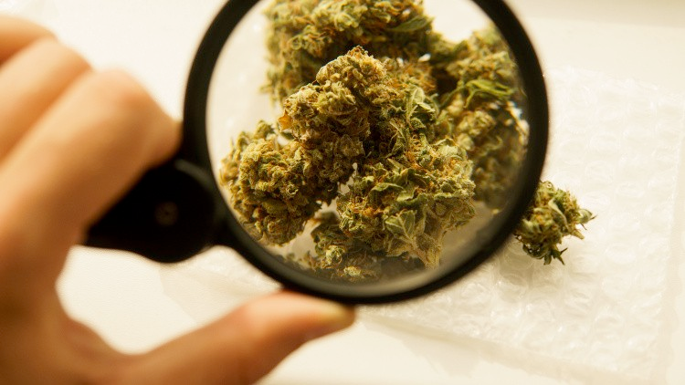 cannabis flower viewed through a magnifying glass