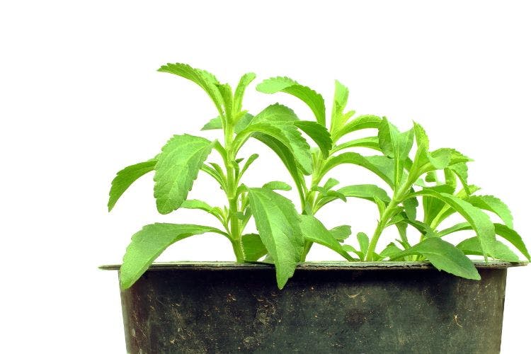 Stevia suppliers talk Reb M and the future of stevia at IFT show