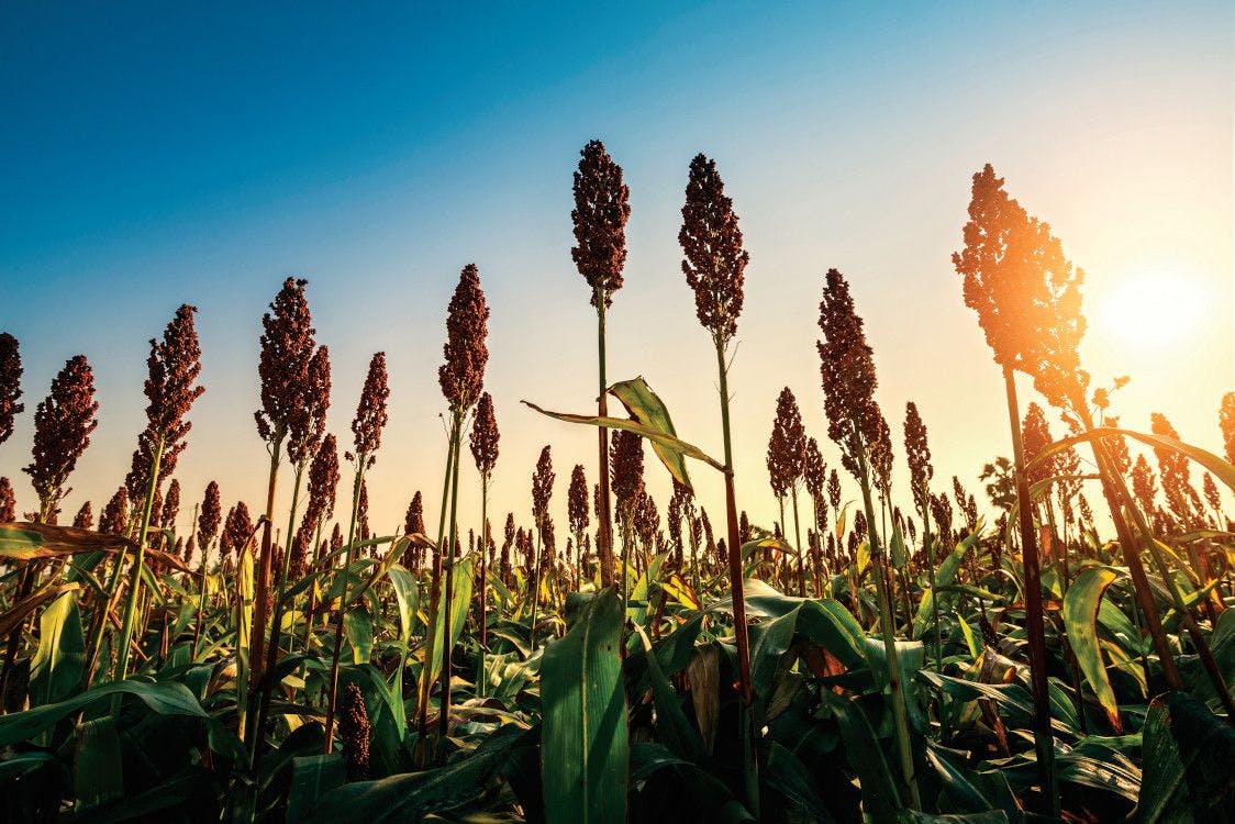 sorghum being studied for potential as biofuel