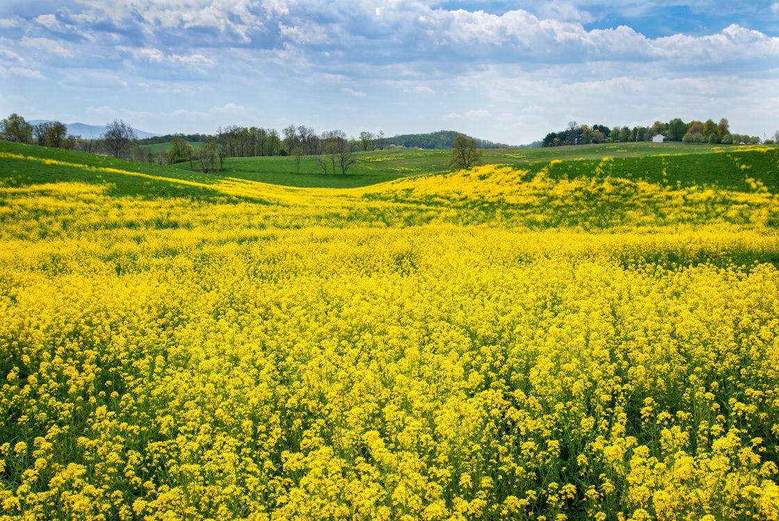 brassica rapa is an excellent cover crop to prevent erosion, suppress weeds, and scavenge nutrients