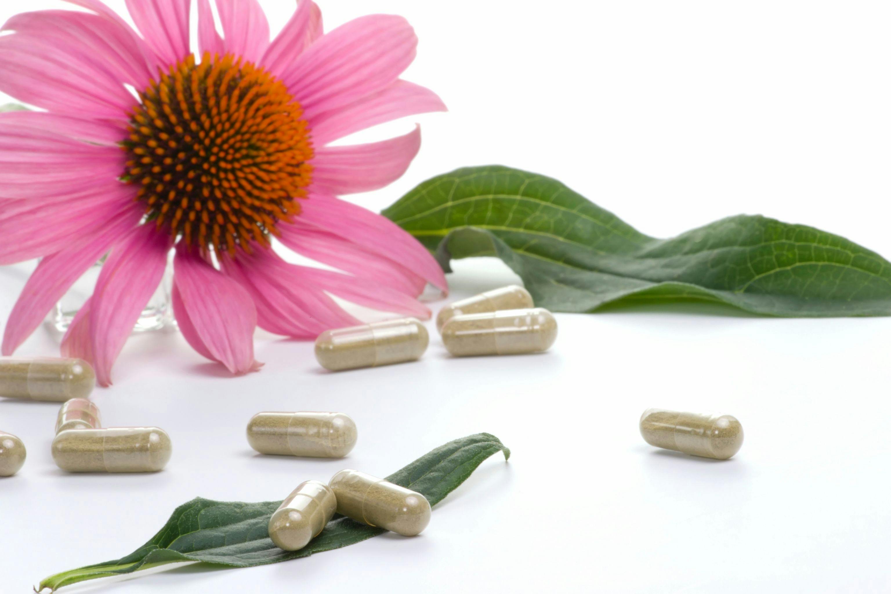 Echinacea Ingredient Boosts Immune Function in Stress-Induced Mice, Study Suggests