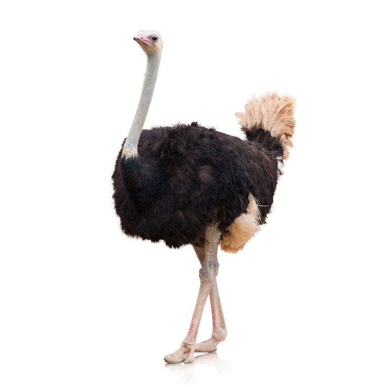 Oil derived from ratites, a family of flightless birds that includes emus and ostriches, is used extensively in the cosmetic and pharmaceutical industries.