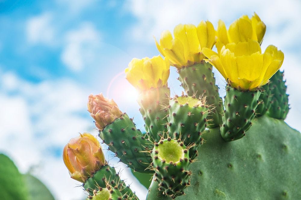 Prickly pear and olive leaf formulation has prebiotic activity, says Bionap