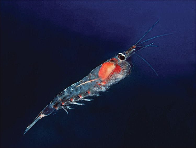 lone krill floating in ocean