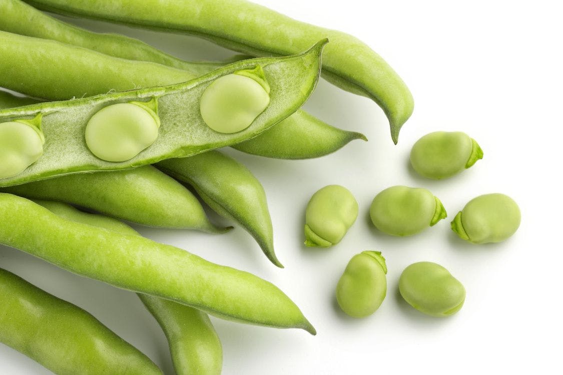 Fava beans are rich in L-DOPA