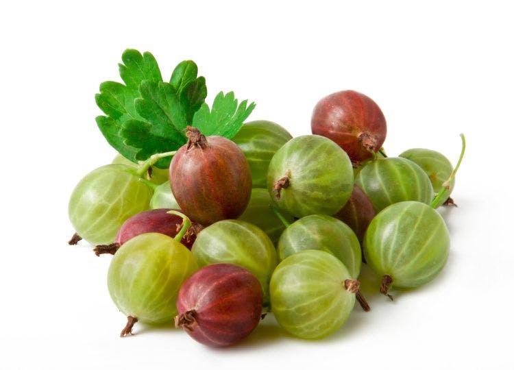 gooseberry was banned in early 1900's because of a fungal disease that killed white pine