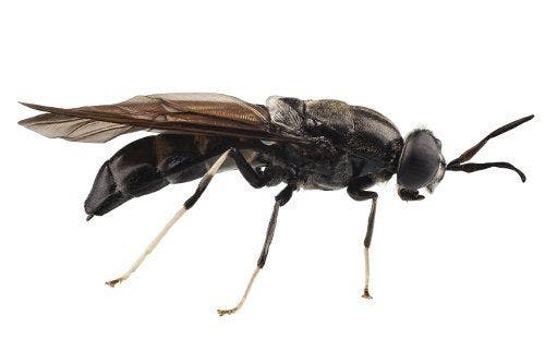 Europe’s Largest Industrial-Scale Insect-Processing Plant Will Focus on Producing Black Soldier Flies for Animal Nutrition