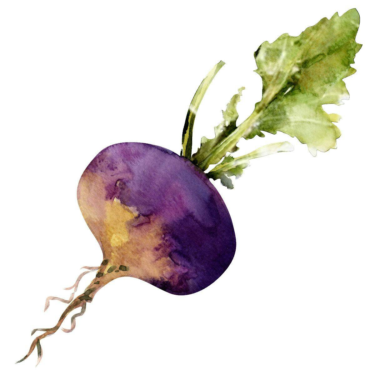 watercolor illustration of turnip